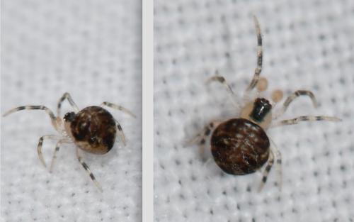 Paidiscura pallens